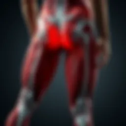 Anatomy of the hamstring muscles showcasing their location and structure.