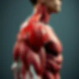 Anatomical illustration of shoulder muscles