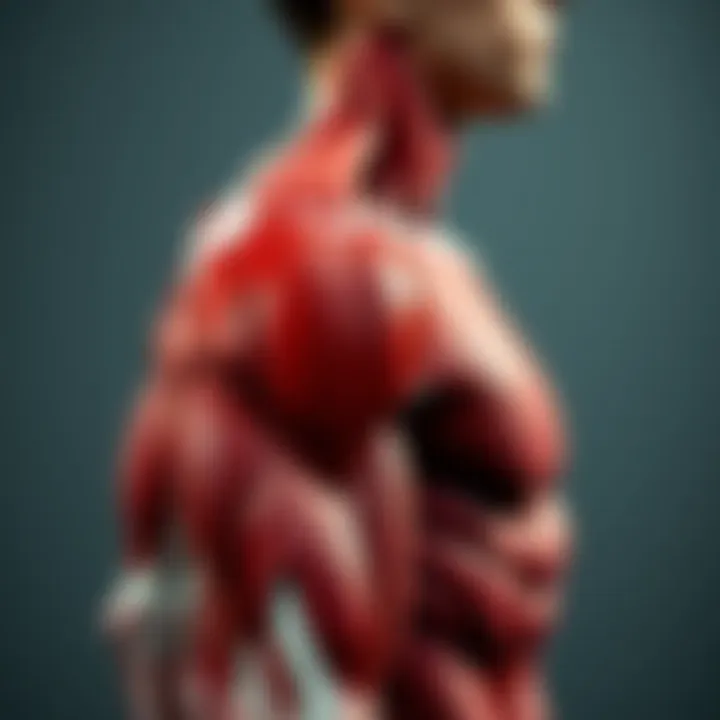 Anatomical illustration of shoulder muscles